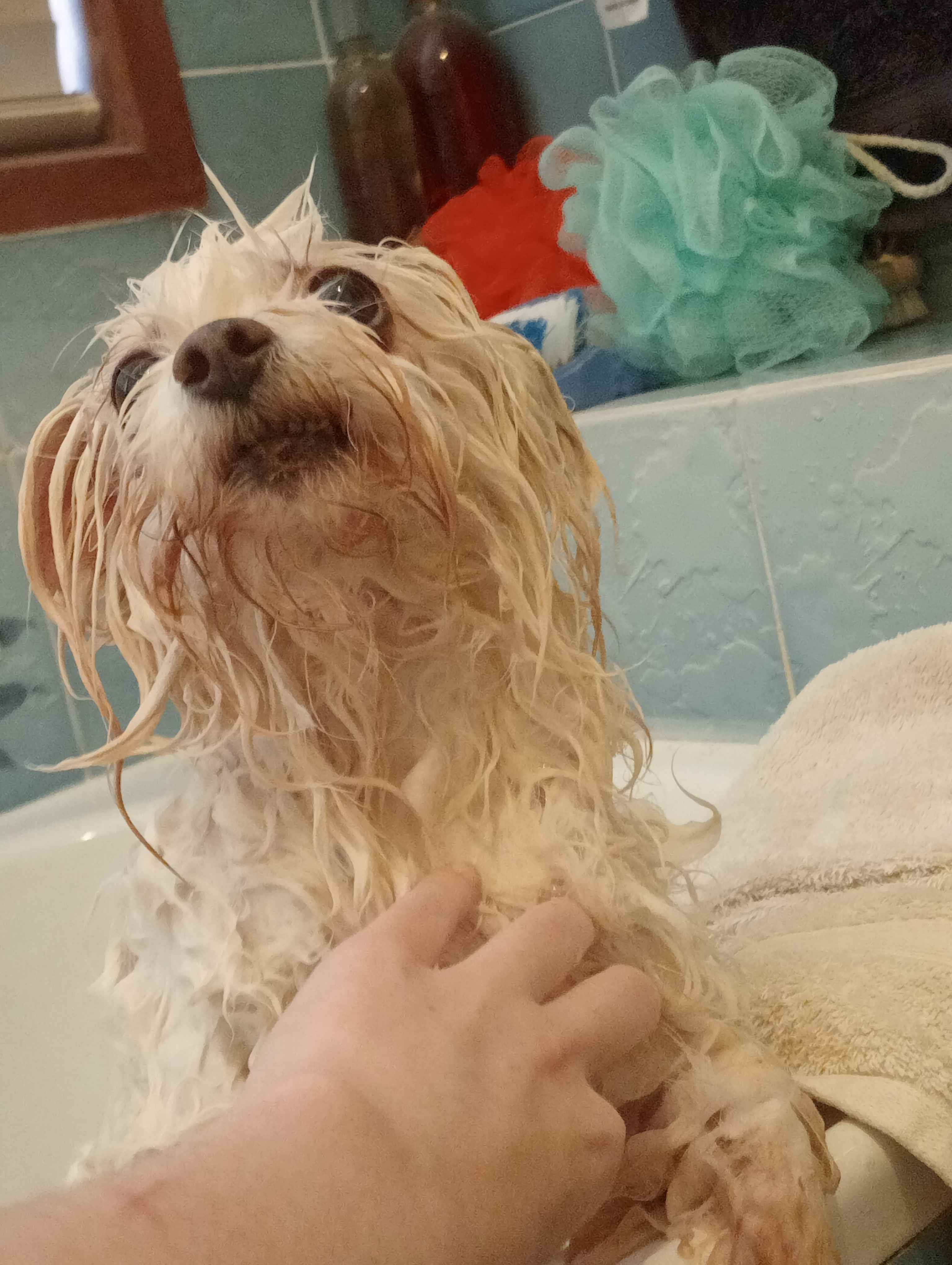 Nulla in the tub