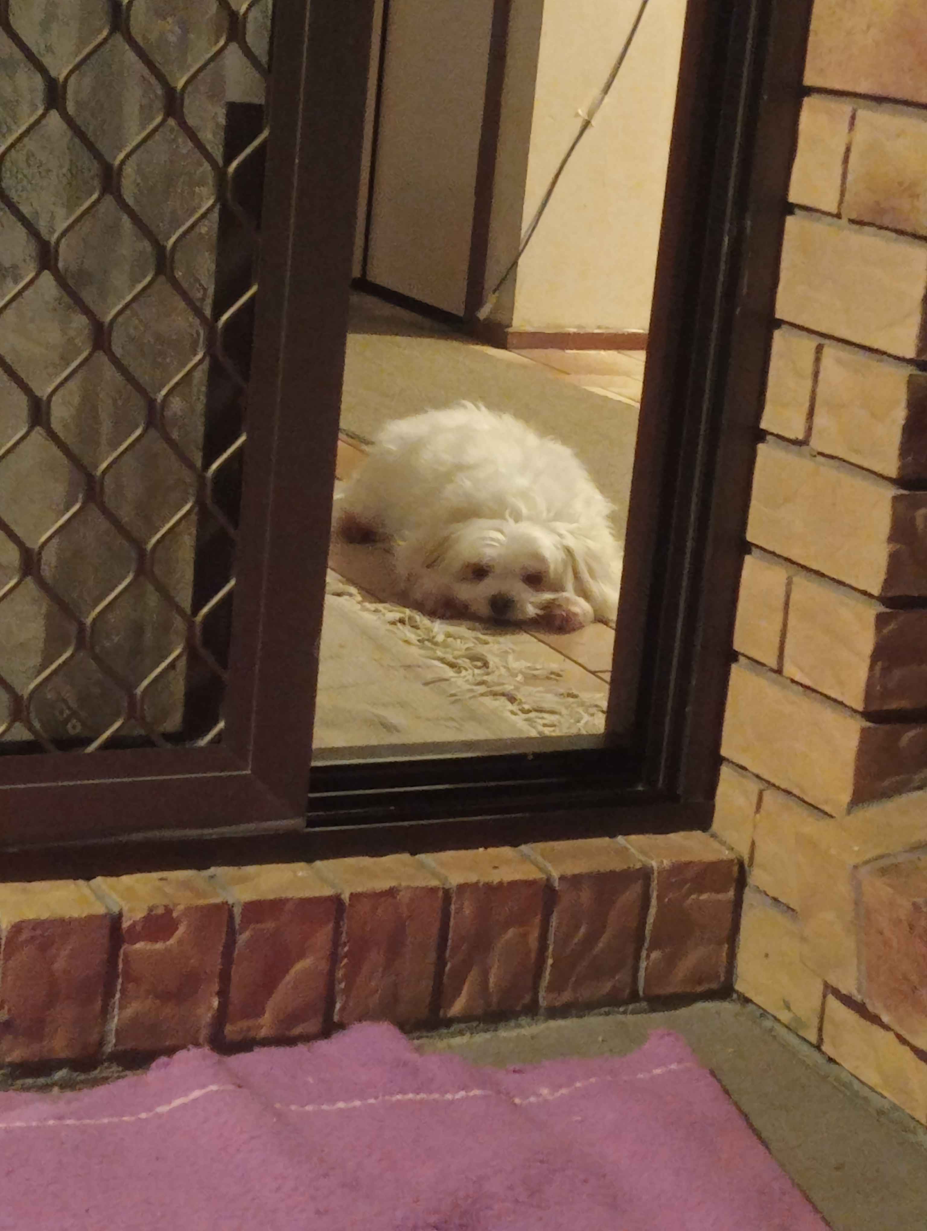 Nulla watching me make this site from the kitchen