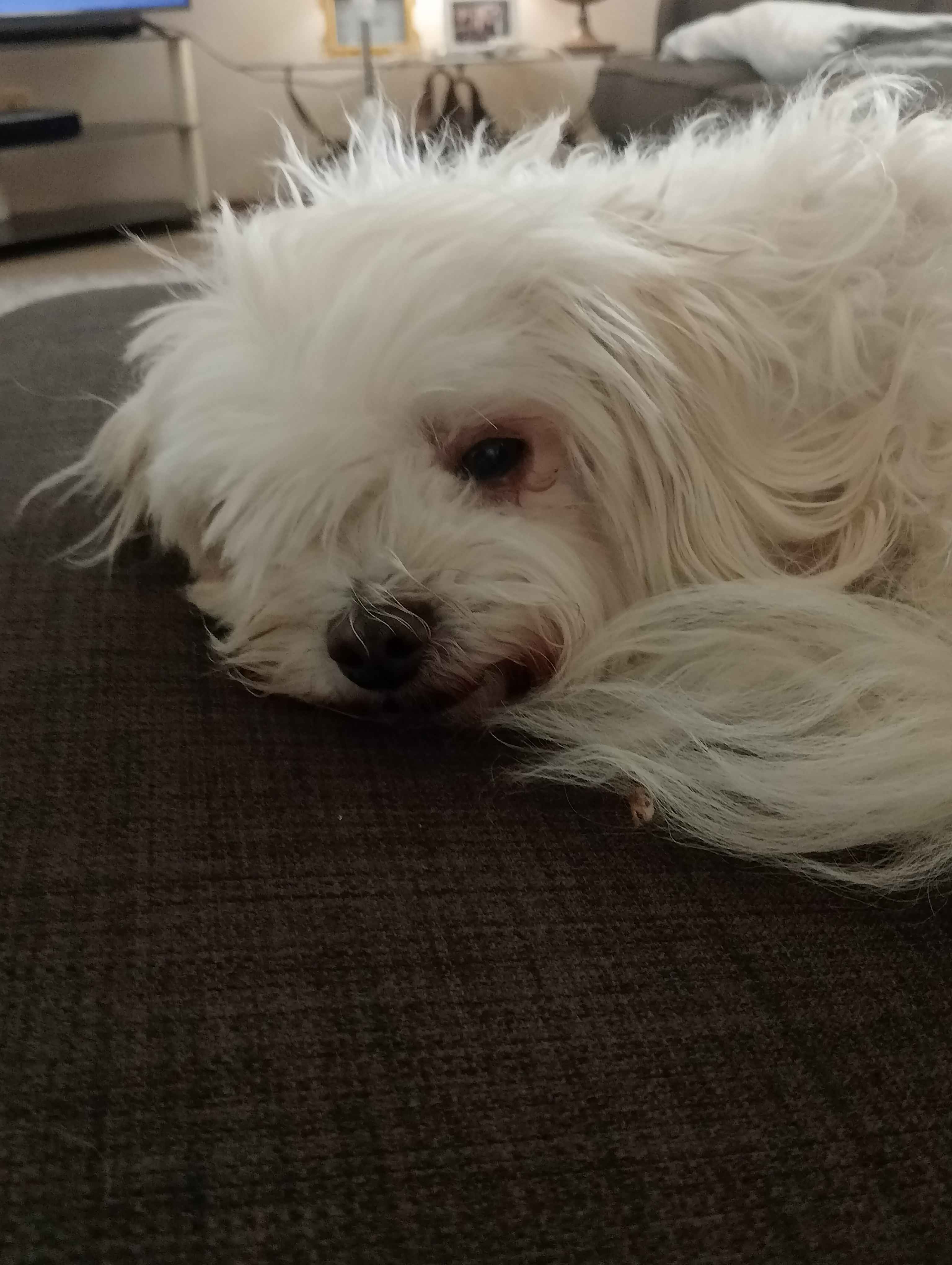 Nulla about to have a nap