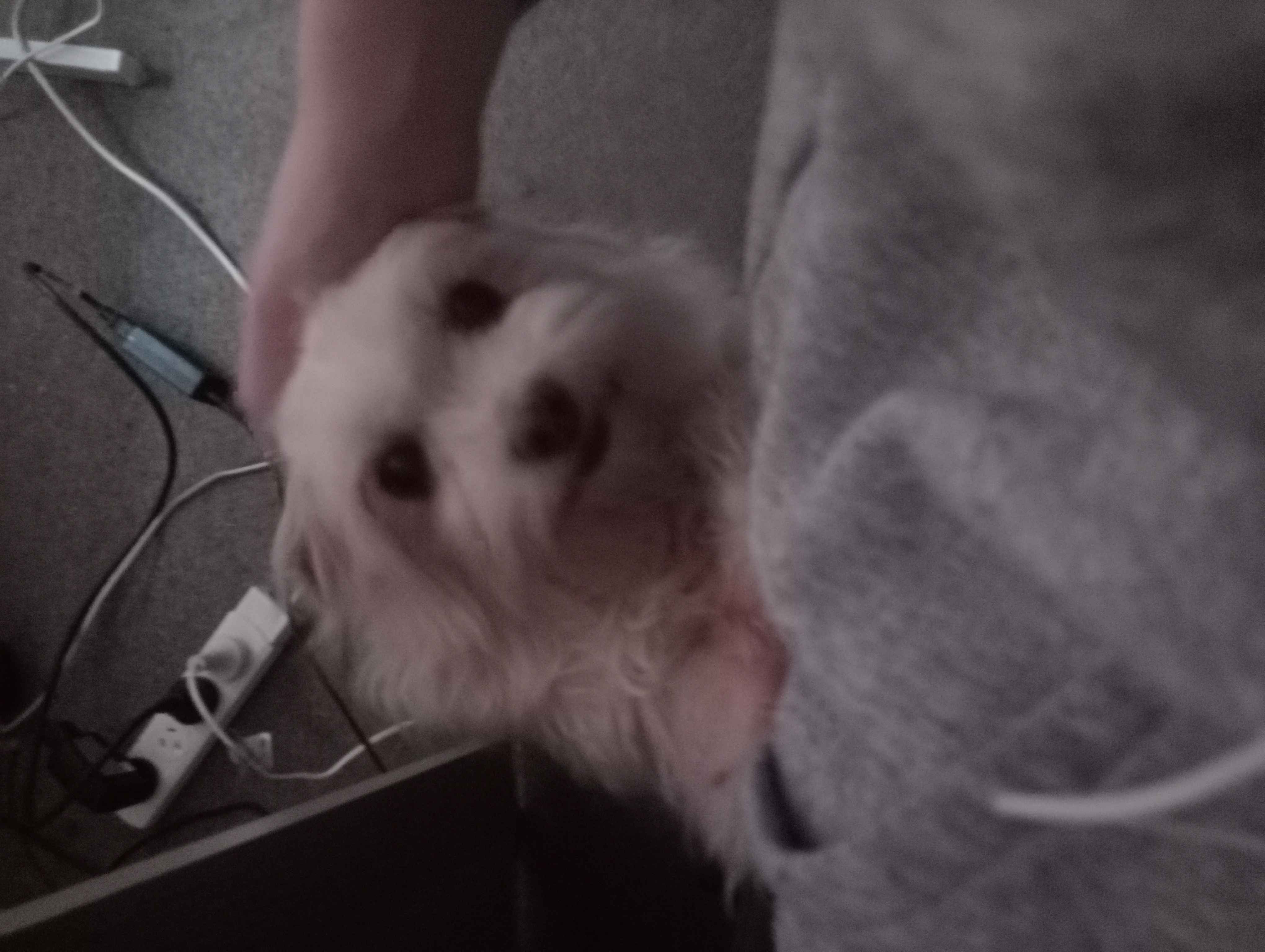 Nulla getting my attention
