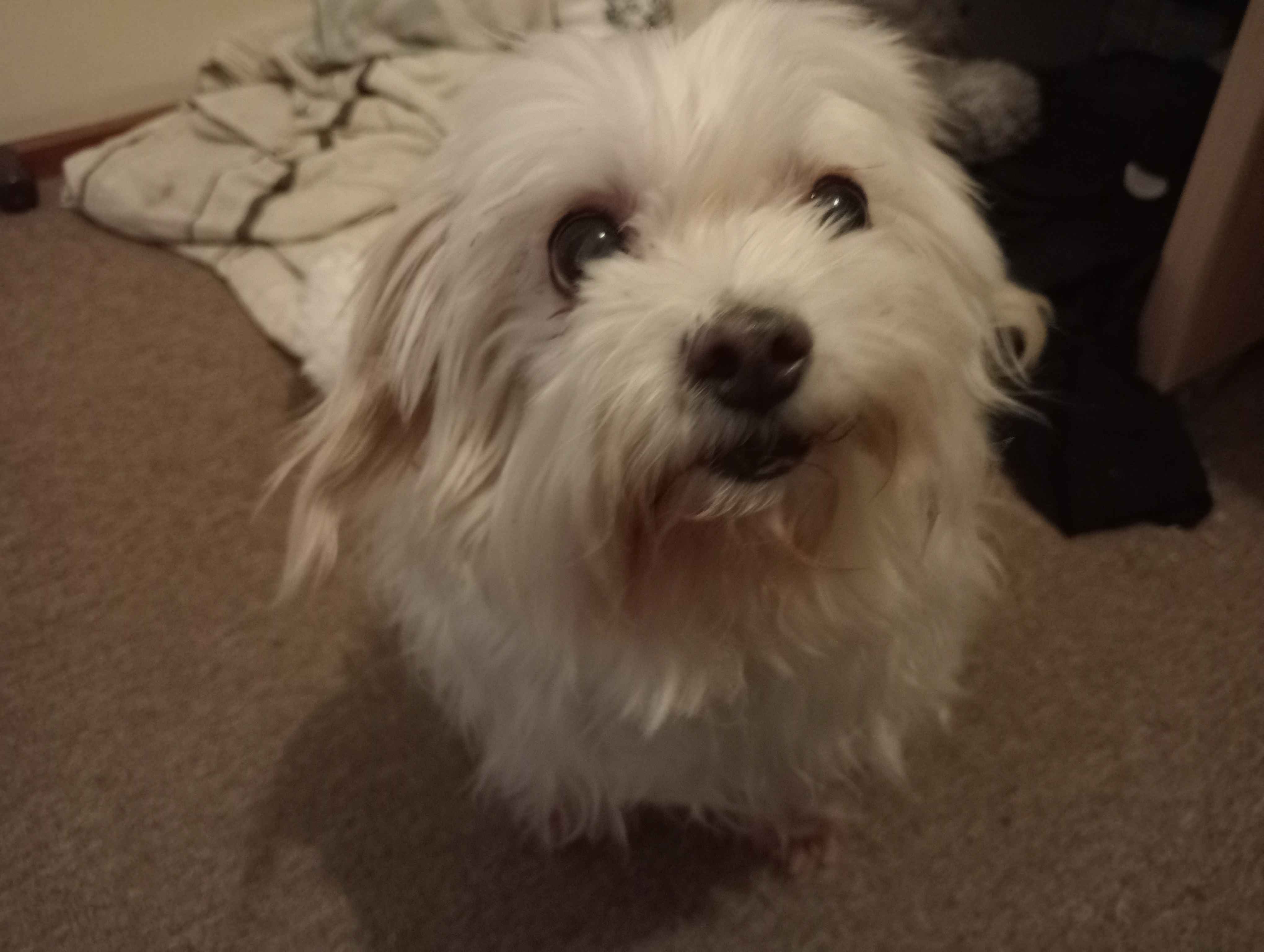 Nulla looking the sweetest